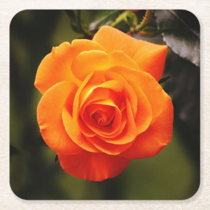 Beautiful Orange Rose Square Paper Coaster