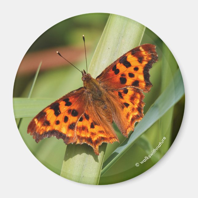 Beautiful Orange Satyr Comma Butterfly Magnet (Front)