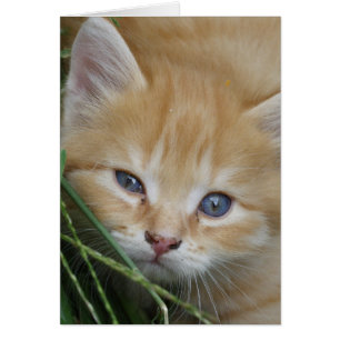 Beautiful Orange Tabby Kitten