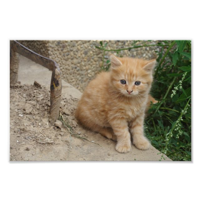 Beautiful Orange Tabby Kitten Photo Print (Front)