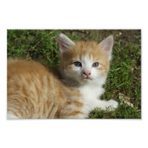 Beautiful Orange Tabby Kitten Photo Print