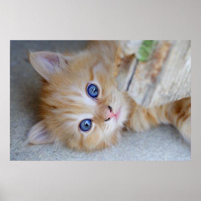 Beautiful Orange Tabby Kitten Poster (Front)