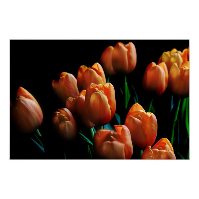 Beautiful Orange Tulips on Black Poster (Front)