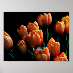Beautiful Orange Tulips on Black Poster