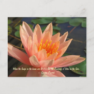 Beautiful Orange Water Lily Postcard