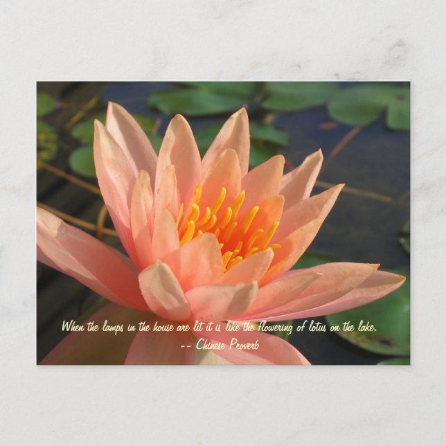 Beautiful Orange  Water Lily Postcard (Front)