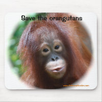 Beautiful Orangutan baby