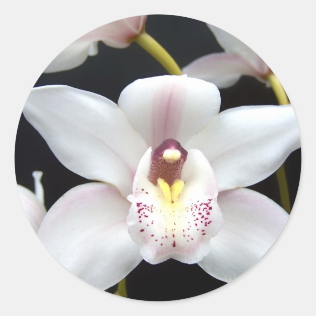 Beautiful Orchid Classic Round Sticker (Front)