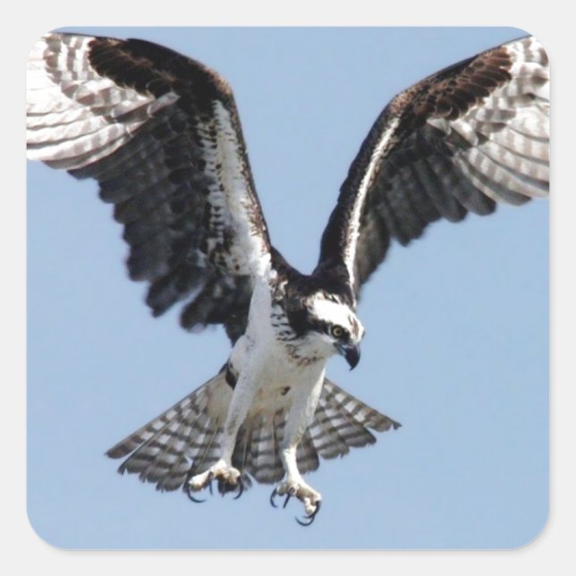 Beautiful Osprey bird Searching for prey Square Sticker (Front)