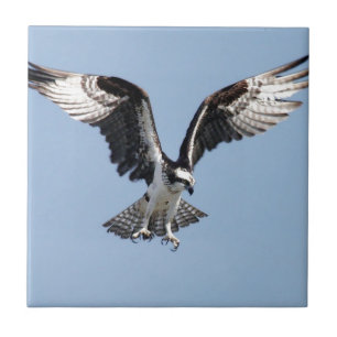 Beautiful Osprey bird Searching for prey Tile