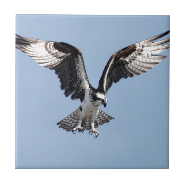 Beautiful Osprey bird Searching for prey Tile (Front)