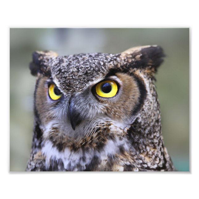 Beautiful Outdoor Wildlife Scenery Photo Print (Front)