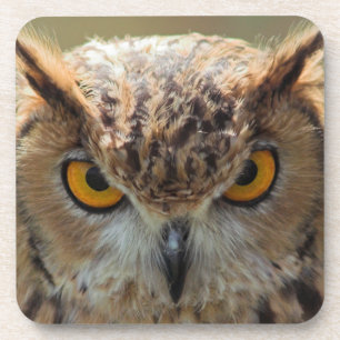 Beautiful Owl Coaster