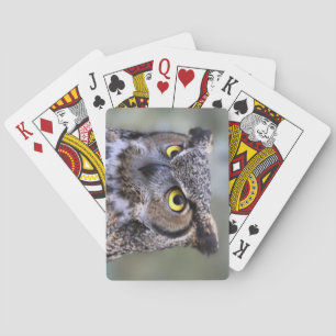 Beautiful Owl Deck of Playing Cards