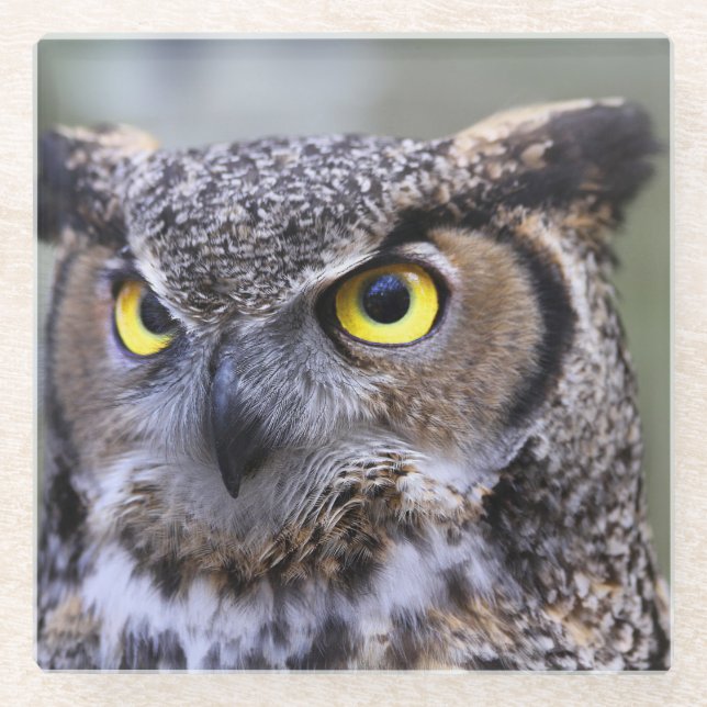 Beautiful Owl Glass Coaster (Front)