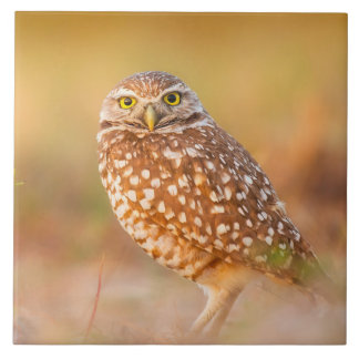 Beautiful Owl Tile