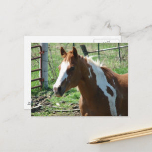 Beautiful Paint Horse Mare in Summer Pasture Postcard