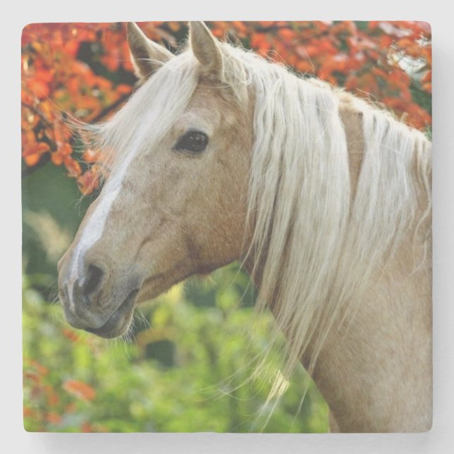 Beautiful Palomino Draught   Horse Stone Coaster (Front)
