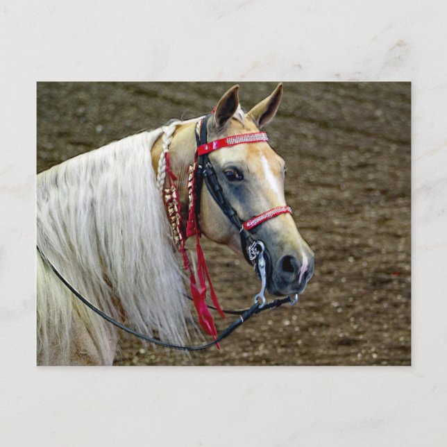 Beautiful Palomino Horse Portrait Photo Postcard (Front)