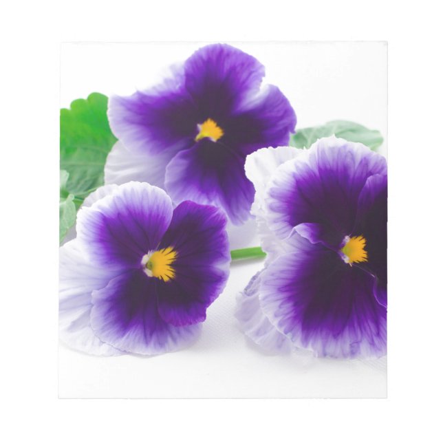 beautiful pansy flowers isolated on white backgrou notepad (Front)