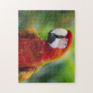 Beautiful Parrot Jigsaw Puzzle