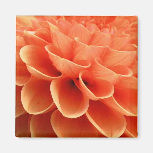 Beautiful Peach Coloured Dahlia Flower Petals Magnet (Front)