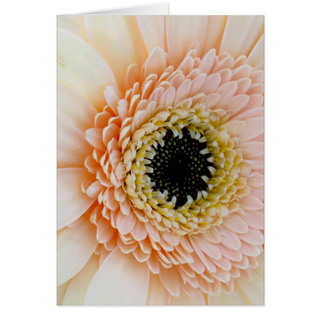 Beautiful Peach/Cream Gerber (Front)