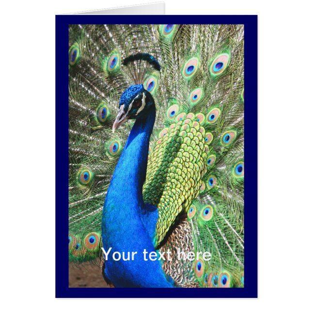 Beautiful Peacock (Front)
