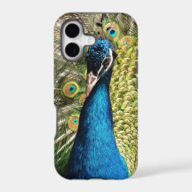Beautiful Peacock