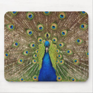 Beautiful peacock and feathers print mousepad