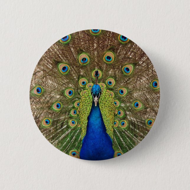 Beautiful peacock and tail feathers print 2 inch round button (Front)