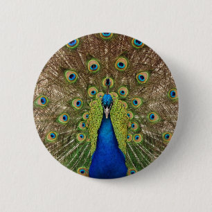 Beautiful peacock and tail feathers print 2 inch round button