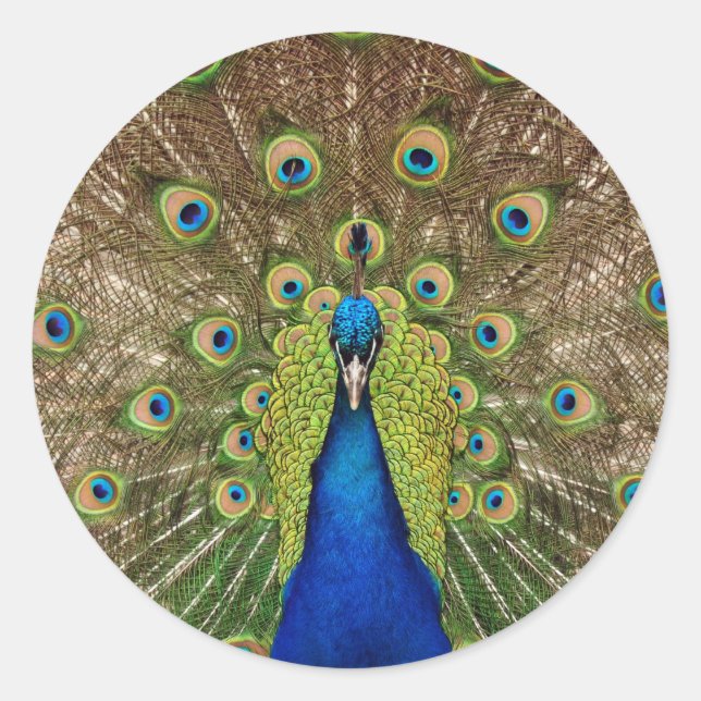 Beautiful peacock and tail feathers print classic round sticker (Front)