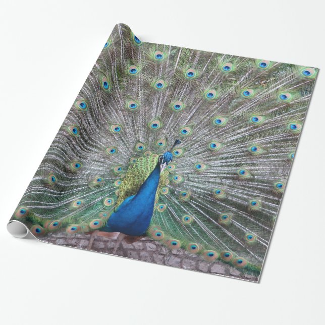 Beautiful Peacock Bird Plumage Colourful Feather Wrapping Paper (Unrolled)