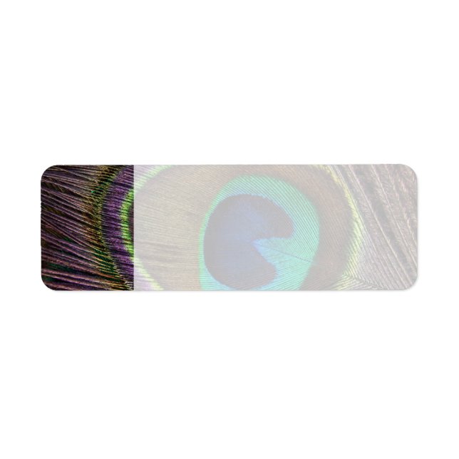 Beautiful Peacock Feather (Front)
