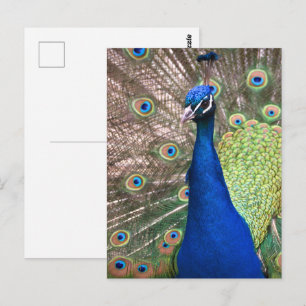 Beautiful peacock feather background postcard