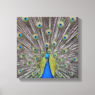 Beautiful Peacock Feathers Canvas Print