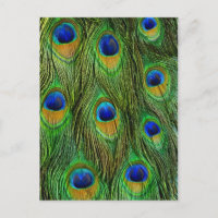 Beautiful Peacock Feathers