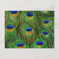 Beautiful Peacock Feathers
