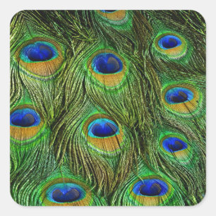 Beautiful Peacock Feathers Square Sticker