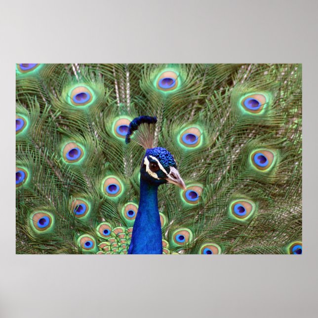 Beautiful peacock Framed Poster (Front)