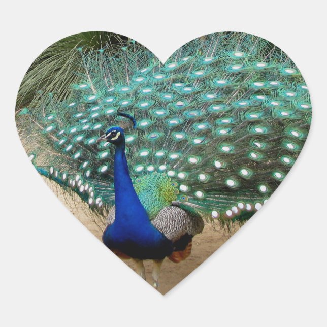 Beautiful Peacock Heart Sticker (Front)