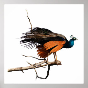 Beautiful peacock on branch  poster