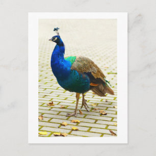 Beautiful peacock postcard