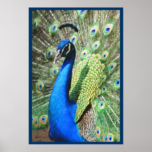 Beautiful Peacock Poster (Front)