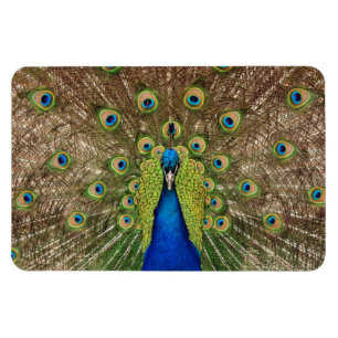 Beautiful peacock print magnet