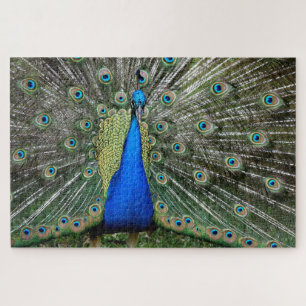 Beautiful Peacock Profile Jigsaw Puzzle