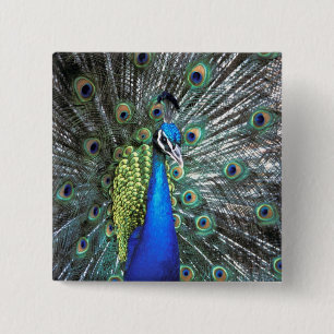 Beautiful peacock spreading colourful feathers 2 inch square button