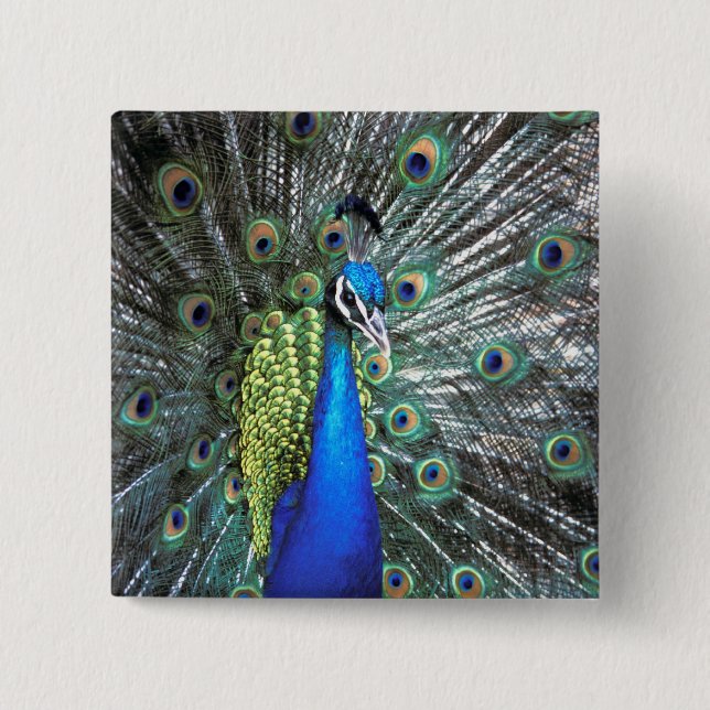 Beautiful peacock spreading colourful feathers 2 inch square button (Front)