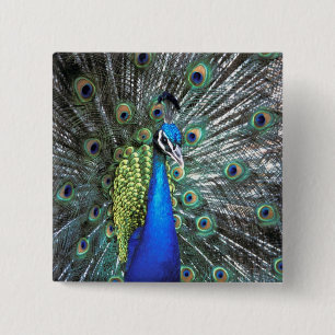 Beautiful peacock spreading colourful feathers 2 inch square button